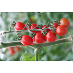 七喔赛琳娜小番茄300g 1月6日发货 健康 安全 无土栽培 原生态 非转基因 营养丰富