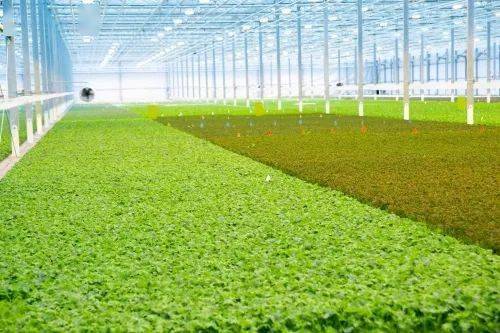 中科三安等全球9家植物工厂2021动态盘点