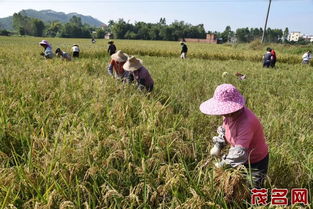 高州这个镇种植的野性十足的原生态再生长春稻,亩产超千斤