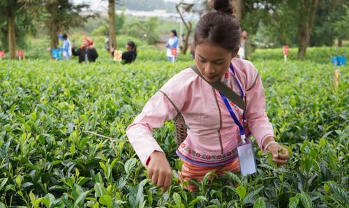 勐海县第二届 勐海英才 茶业职业大赛暨勐海县第六届采茶 手工制茶竞赛开赛