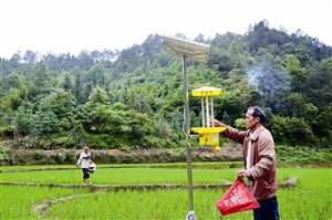 鸭子 巡逻 青蛙 站岗 苍梧县深塘村那坪组原生态水稻种植示范试验基地见闻