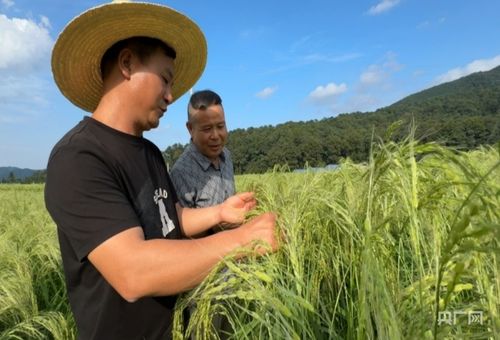 香米 园里迎丰收